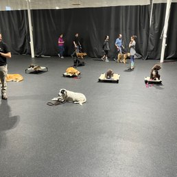 Mine is the black and white beauty in front. NEVER thought I'd see her so calm and disciplined in this environment. Mine is the black and white beauty in front. NEVER thought I'd see her so calm and disciplined in this environment.