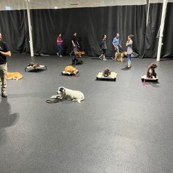 Paw by Paw Dog Training - Mine is the black and white beauty in front. NEVER thought I'd see her so calm and disciplined in this environment.