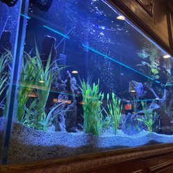 Piccolino's - Fish tank!