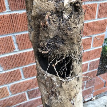 Kecko Plumbers - tree roots busted in and caused chronic problems - Plumbing Near Me - Riverside, California Kecko Plumbers - tree roots busted in and caused chronic problems - Plumbing Near Me - Riverside, California