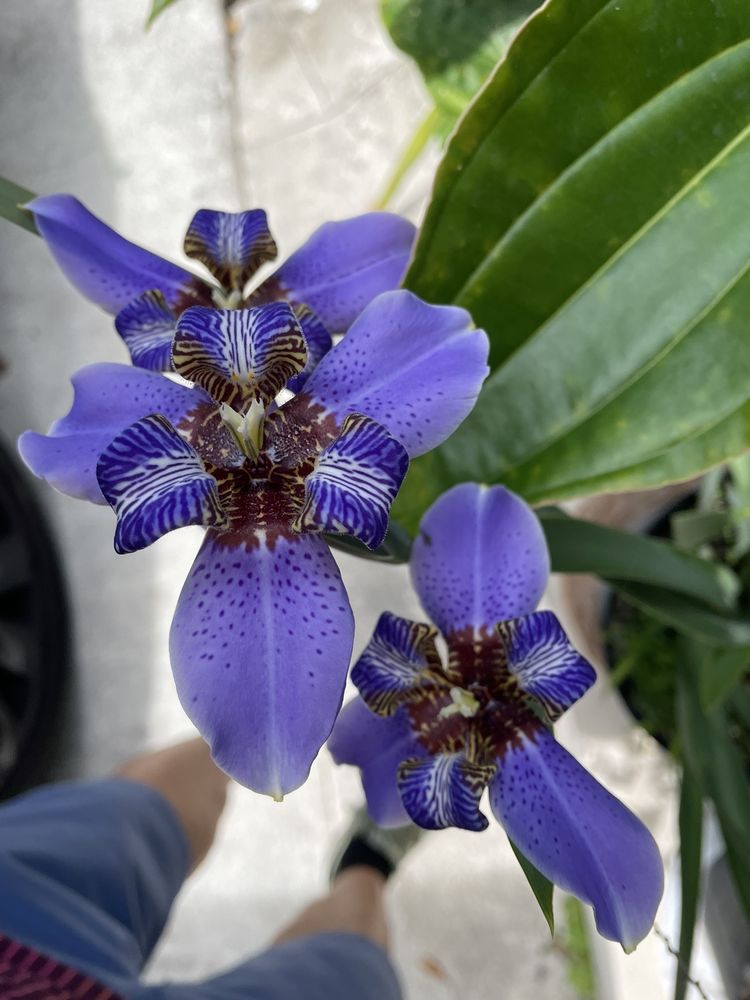 JESSE DURKO’S NURSERY 96 Photos & 34 Reviews 5151 SW 70th Ave