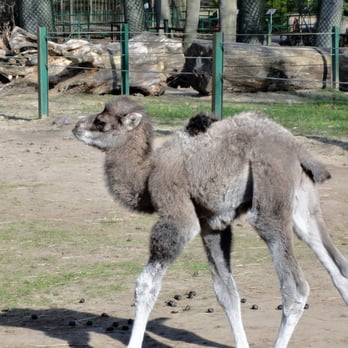 Tierpark Perleberg - Tierpark Perleberg - Zoos Near Me - Perleberg, BB