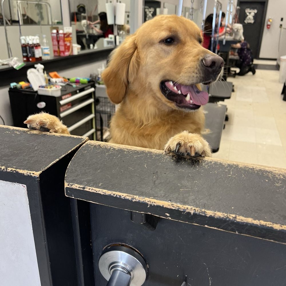 Jen's Nose to Tail - Dublin - Pet Groomers Near Me - Dublin, Ohio Jen's Nose to Tail - Dublin - Pet Groomers Near Me - Dublin, Ohio