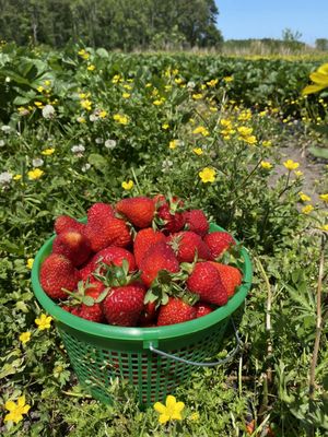 Vaughan Farms' Produce by null