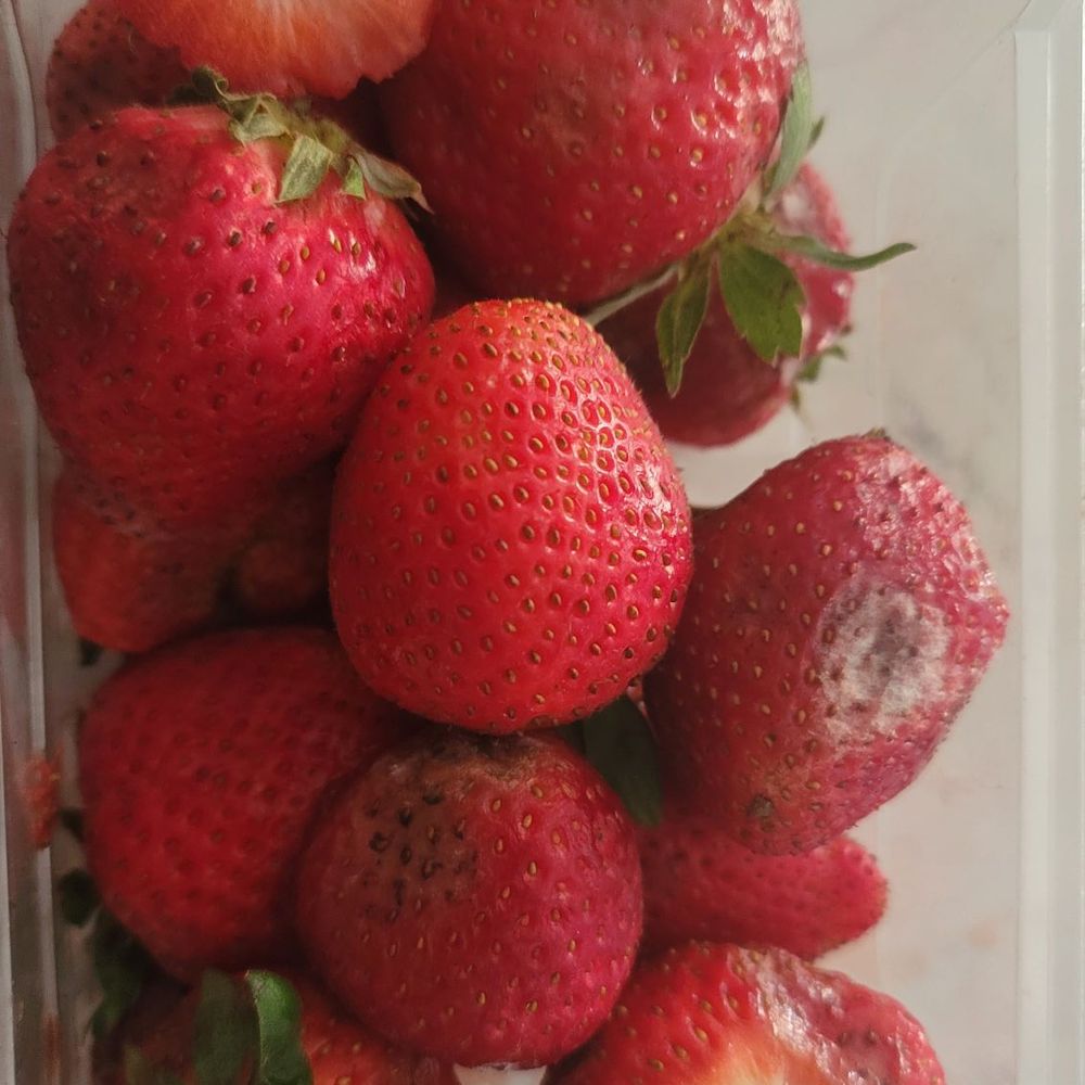 Moldy strawberries from Ralph's yest again. Moldy strawberries from Ralph's yest again.