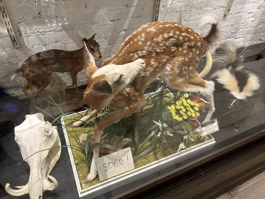 The Evolution Store by null