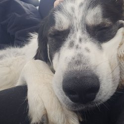 Jamesville Beach - My dog after a trip to the dog park