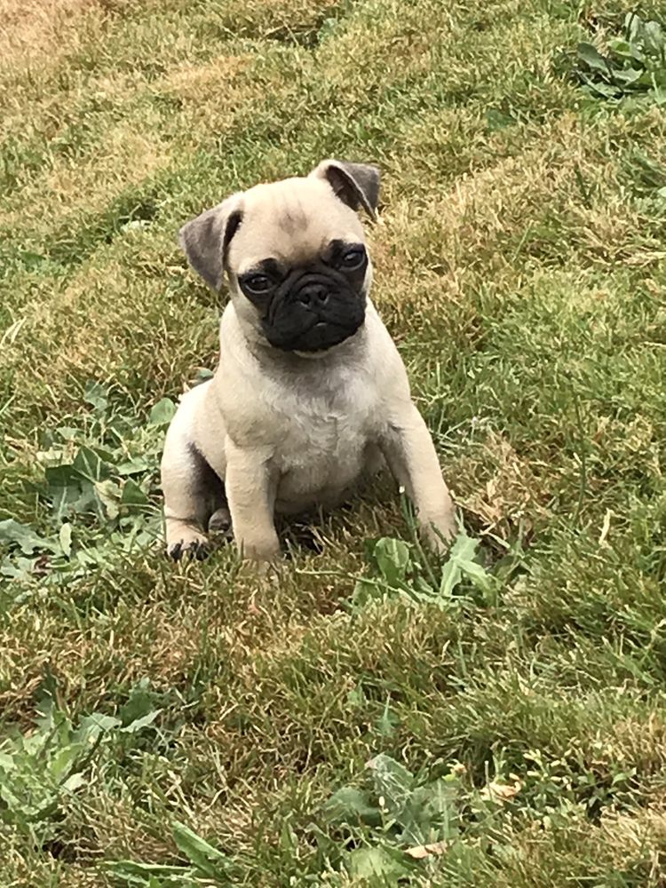 WILLAMETTE VALLEY ANIMAL HOSPITAL TUALATIN Updated August 2024 22