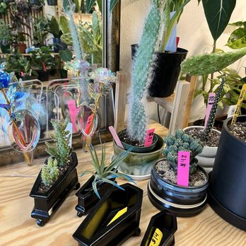 Rootbound Plants & Pots - Nurseries & Gardening Near Me - Keizer, Oregon