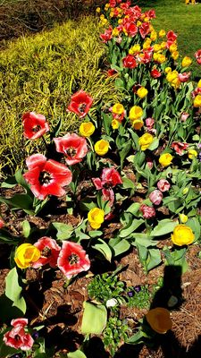 Gibbs Gardens by null