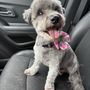Photo of Bernadette’s Pet Spa