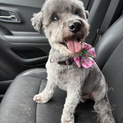 Bernadette’s Pet Spa