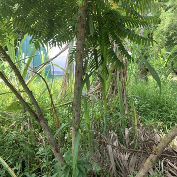 Lydgate Farms - Botanical Gardens Near Me - Kapaa, Hawaii
