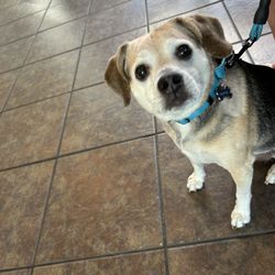 Safe Harbor Animal Hospital - Beagle mix senior dog