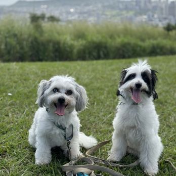 Island Dog Obedience - Pet Training Near Me - Honolulu, Hawaii Island Dog Obedience - Pet Training Near Me - Honolulu, Hawaii