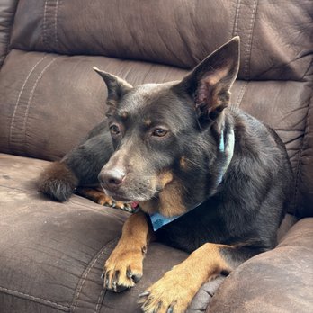 Scrubby Dubby Doo - My dog - Pet Groomers Near Me Scrubby Dubby Doo - My dog - Pet Groomers Near Me