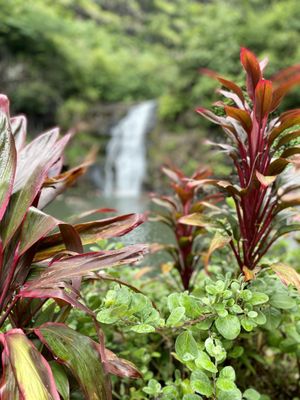 Waimea Valley by null