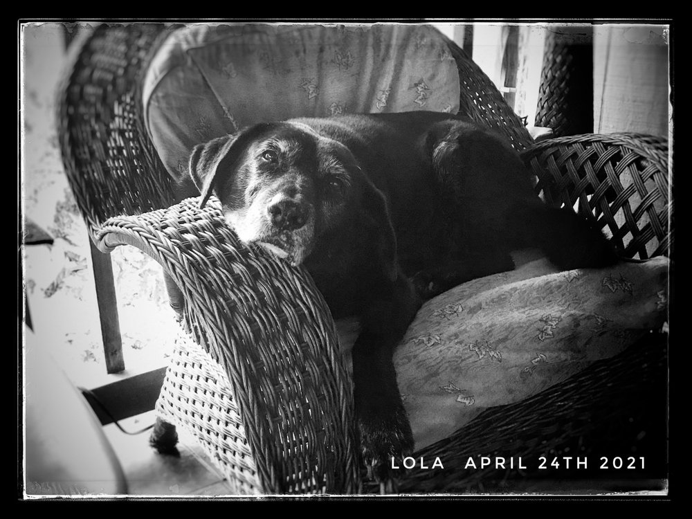 PET HOSPITAL THEHILO Updated October 2024 19 Photos & 28 Reviews