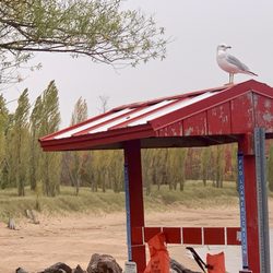 Presque Isle Park - Seagull at the beach - Fall 26