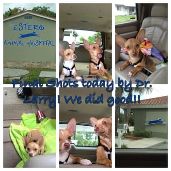 Estero Animal Hospital - A day at the docs!! - Veterinarians Near Me - Estero, Florida