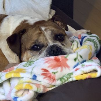 Veterinary Emergency Group - Emergency Pet Hospital Near Me - Lakewood, Colorado Veterinary Emergency Group - Emergency Pet Hospital Near Me - Lakewood, Colorado