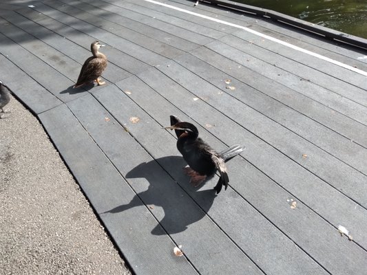 Cleland Wildlife Park by null