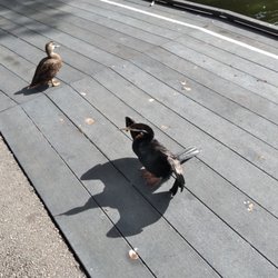 Cleland Wildlife Park - Duck