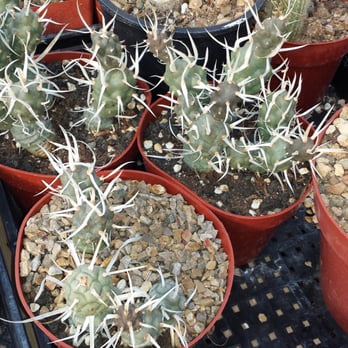 Bach's Cactus Nursery - Nurseries & Gardening Near Me - Tucson, Arizona