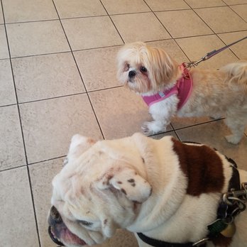 Bath Animal Hospital - Bubba & Zoey loves, loves this place! - Veterinarians Near Me - Brooklyn, New York Bath Animal Hospital - Bubba & Zoey loves, loves this place! - Veterinarians Near Me - Brooklyn, New York