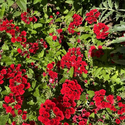 Conservatory Garden by null