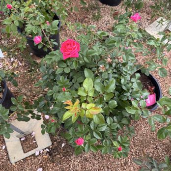 Enchanted Forest - Rose - Nurseries & Gardening Near Me - Richmond, Texas