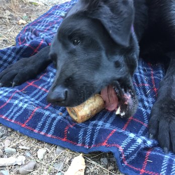M&S Meats - Mason enjoying his M&S Meats bone! - Meat Shops Near Me - Rollins, Montana