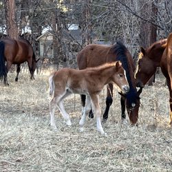 Cozy Cabins Real Estate - Wild horses