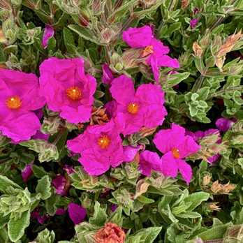 Harbor House Inn - Flowers - Bed & Breakfast Near Me - Elk, California