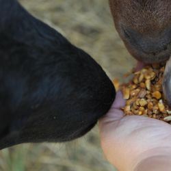 Heavenly Acres Farm - Feeding the goats and sheep