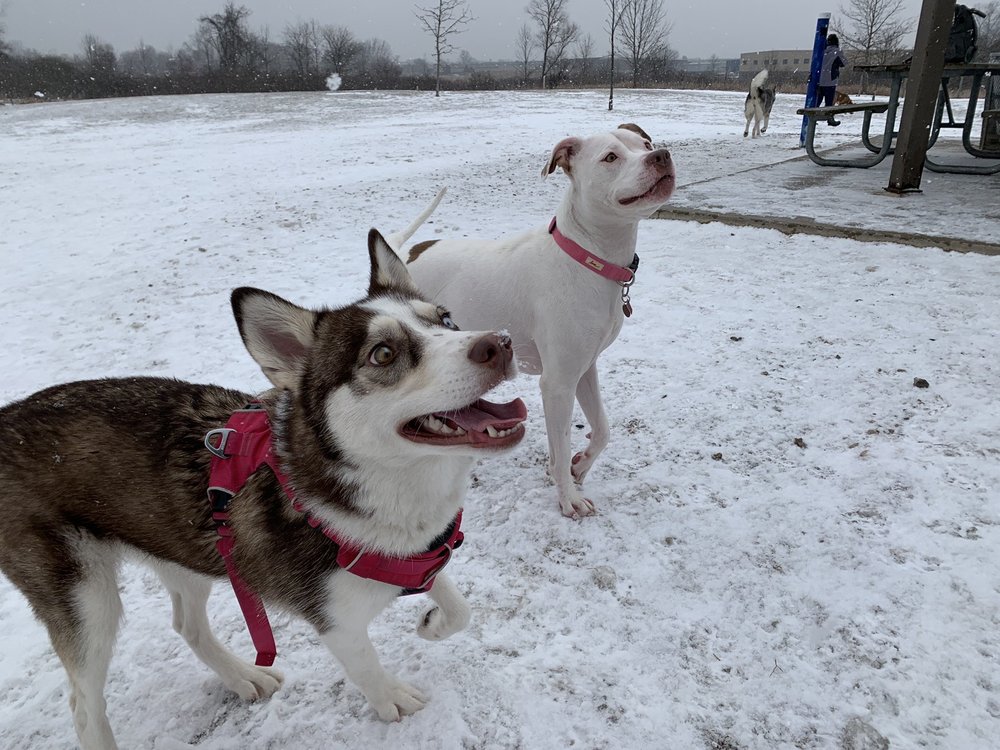 LYON OAKS Updated August 2024 22 Reviews 52251 Pontiac Trl, South