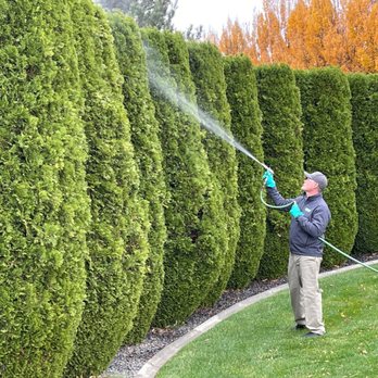 Senske Services - a man watering a hedge - Pest Control Near Me - Clarkston, Washington