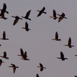 Kormoran & Co, Kiesteiche