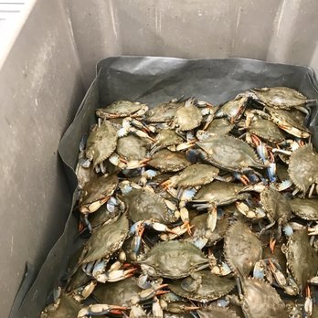 Bestway Virginia - a bin full of blue crabs - Grocery Near Me - Falls Church, Virginia Bestway Virginia - a bin full of blue crabs - Grocery Near Me - Falls Church, Virginia