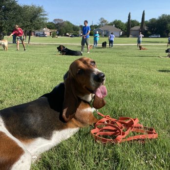 Lisa's K-9 Kids - Harper with the group - Pet Training Near Me - Arlington, Texas Lisa's K-9 Kids - Harper with the group - Pet Training Near Me - Arlington, Texas