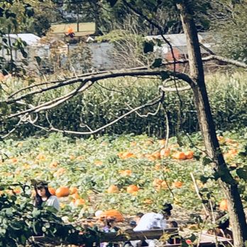 Platinum Dental Group - Sea Girt - Pumpkin field from my chair - General Dentistry Near Me - Sea Girt, New Jersey Platinum Dental Group - Sea Girt - Pumpkin field from my chair - General Dentistry Near Me - Sea Girt, New Jersey