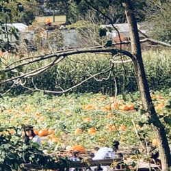 Platinum Dental Group - Sea Girt - Pumpkin field from my chair