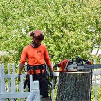 603 Tree Care - Another job well done. - Tree Services Near Me - Wolfeboro, New Hampshire
