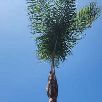 Vista Del Rey Tree Services - Clean Queen #2 - Tree Services Near Me - Vista, California Vista Del Rey Tree Services - Clean Queen #2 - Tree Services Near Me - Vista, California