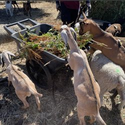 Dancing Goats And Singing Chickens Organic Farm - Happy Goats! (pic from FB)