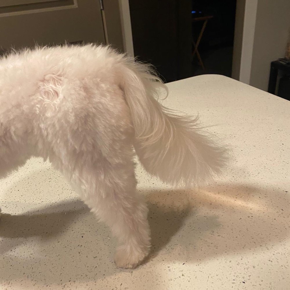 The Pet Barber - Back legs gaped up - Pet Groomers Near Me - Houston, Texas The Pet Barber - Back legs gaped up - Pet Groomers Near Me - Houston, Texas