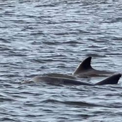 Sail La Vie - Dolphins