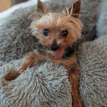 Cascade Summit Animal Hospital - Romeo living his best life! - Veterinarians Near Me - West Linn, Oregon