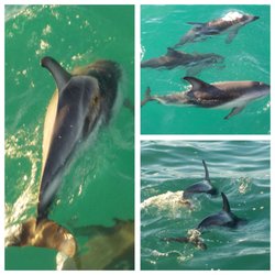 Dolphin Encounter - The dusky dolphins are reputed to be among the most acrobatic of dolphin species but it was difficult to capture them by camera!