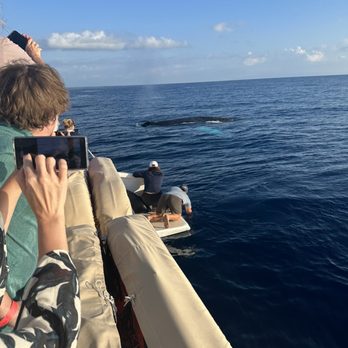 Trilogy Excursions - Whales so close!!! - Snorkeling Near Me - Lahaina, Hawaii